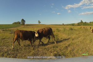 Os Serranos - Madrugada [VDownloader].00_00_20_11.Quadro004_b23cba0900b441213e4306032dcadc6a2f78b179.jpg